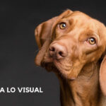 Donde prima lo visual frente al texto